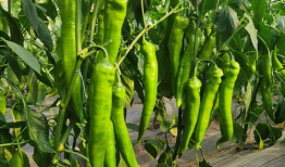 91直播芸豆可以体现么,揭秘直播界的璀璨明珠