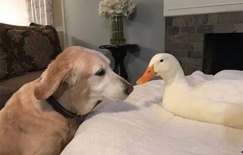 娱乐吃瓜酱鸭鸭视频大全,盘点热门视频大全  第2张